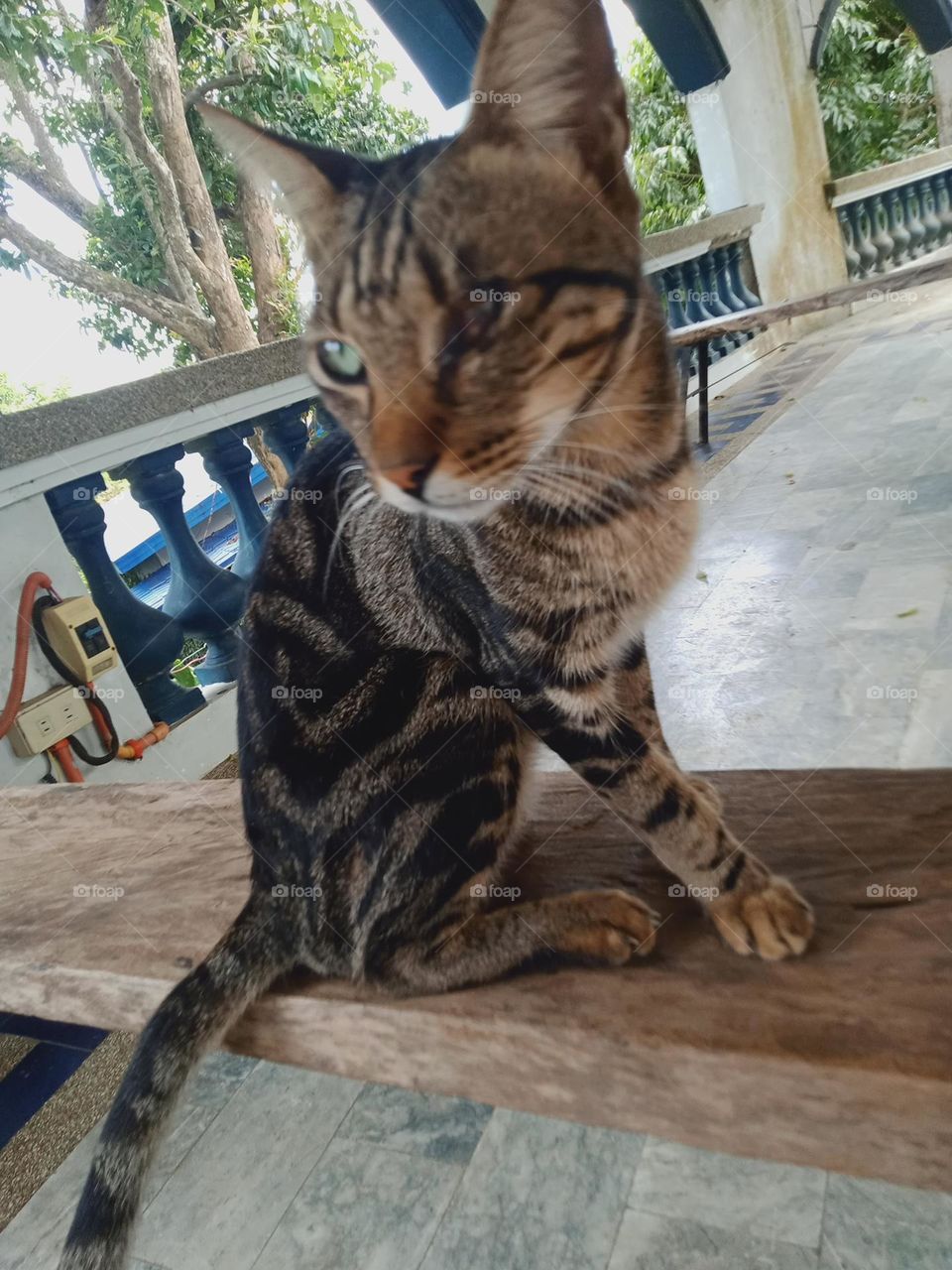 Tabby is any domestic cat with a distinctive 'M'-shaped marking on its forehead; stripes by its eyes and across its cheeks, along its back, and around its legs and tail; and, characteristic striped, dotted, lined, flecked, banded, or swirled patterns