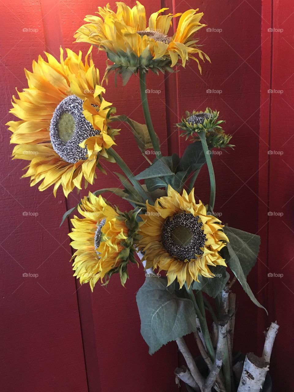 Sunflowers 