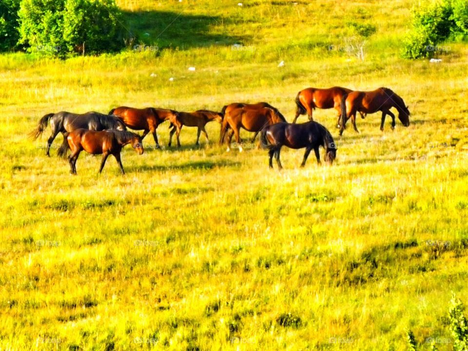 wild horses