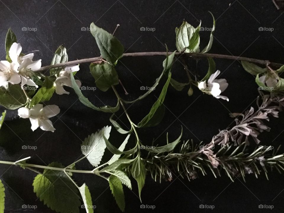 Sage Jasmine and Mint