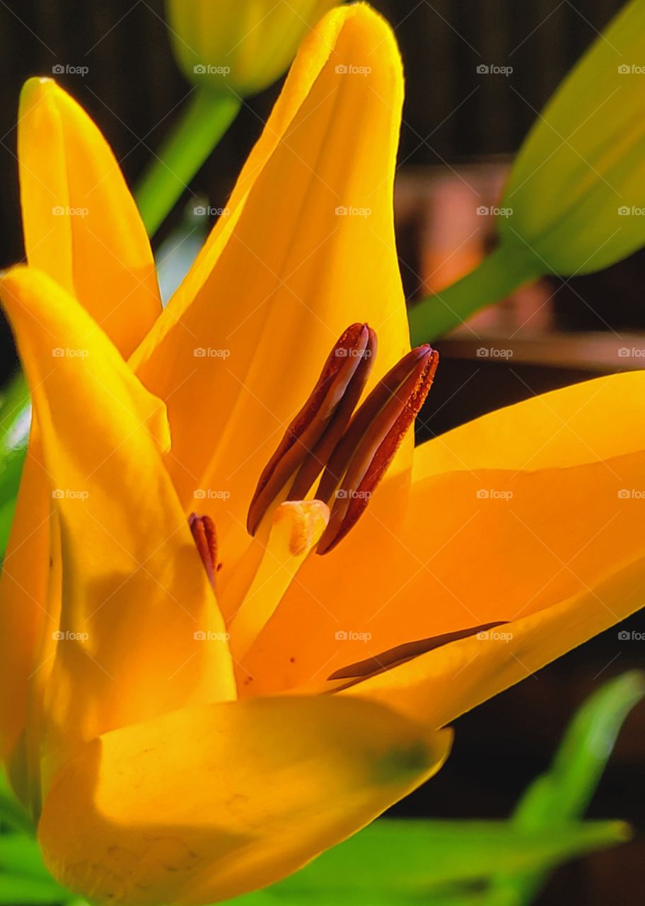 My Mothers day Gift Blooming away Beautifully! yellow Lily flowers