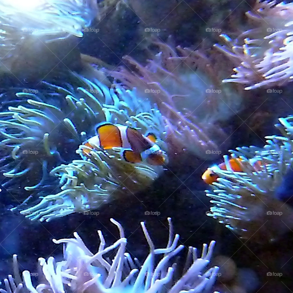 Clown fish!