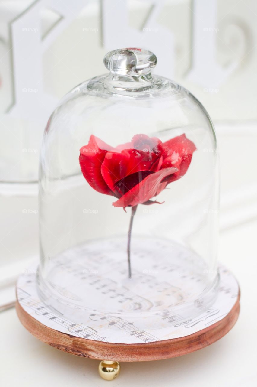 A beauty and the beast rose sits under a glass jar like in a Disney fairytale