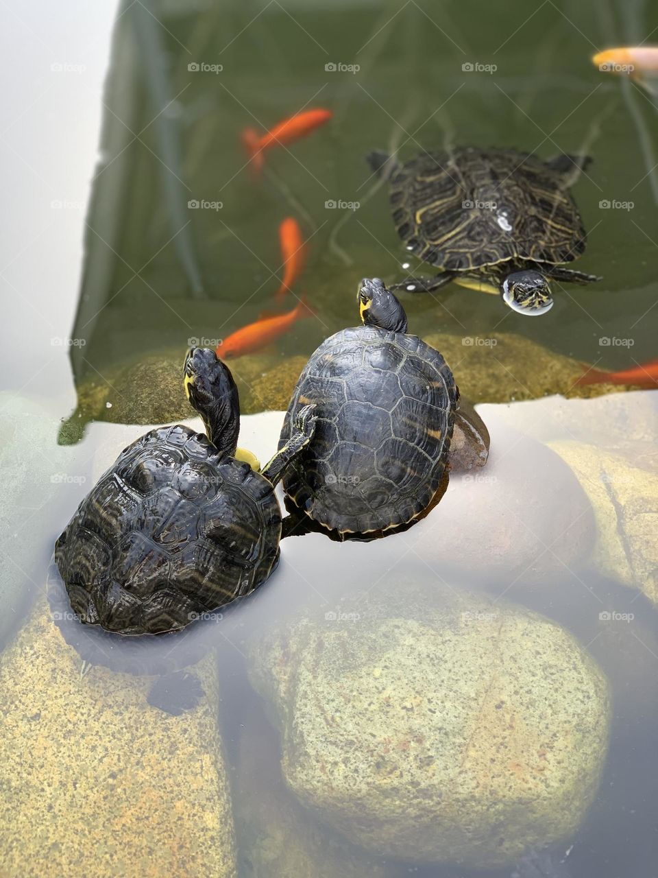 Water turtles and red fishes swimming on a pond, wild animals 