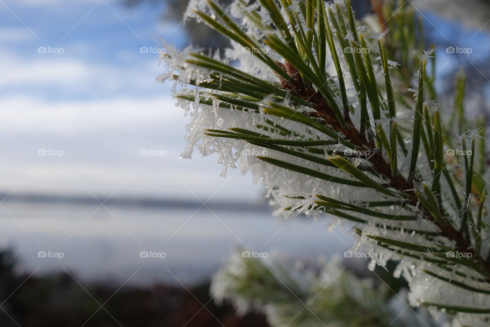 Close-up of snowy branch