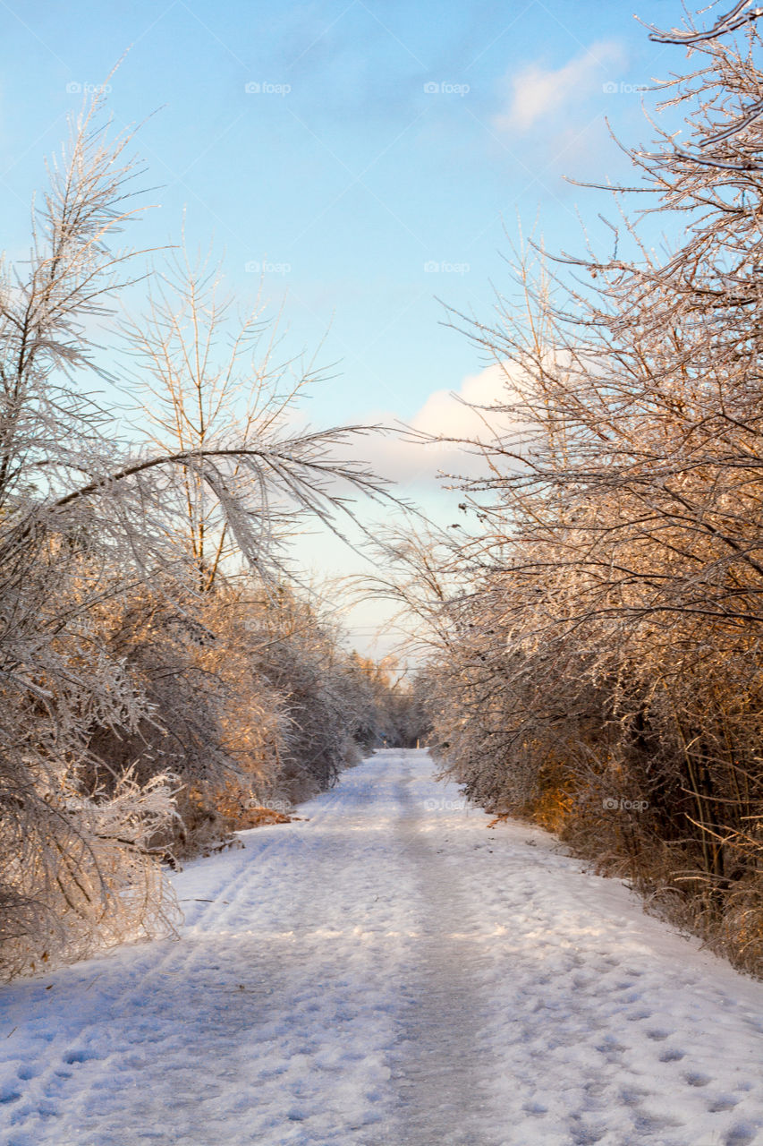 A winter walking trail through a frozen forest after an ice storm at golden hour