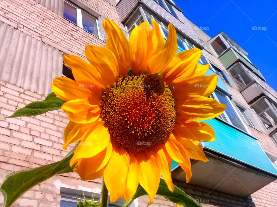 urban sunflower