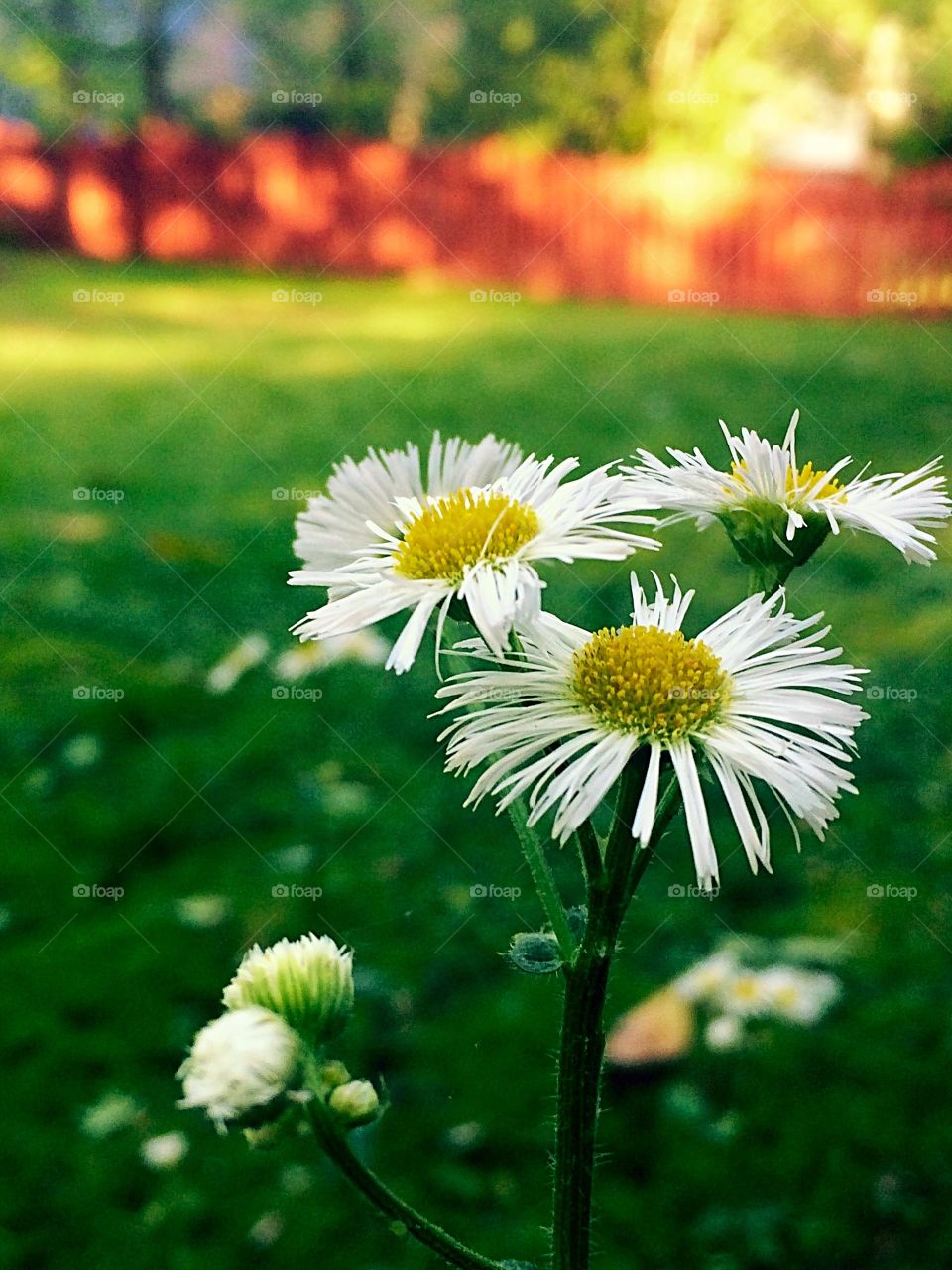 Backyard Daisies. Spring, Georgia, daisy, daisies, beautiful, nature, simple