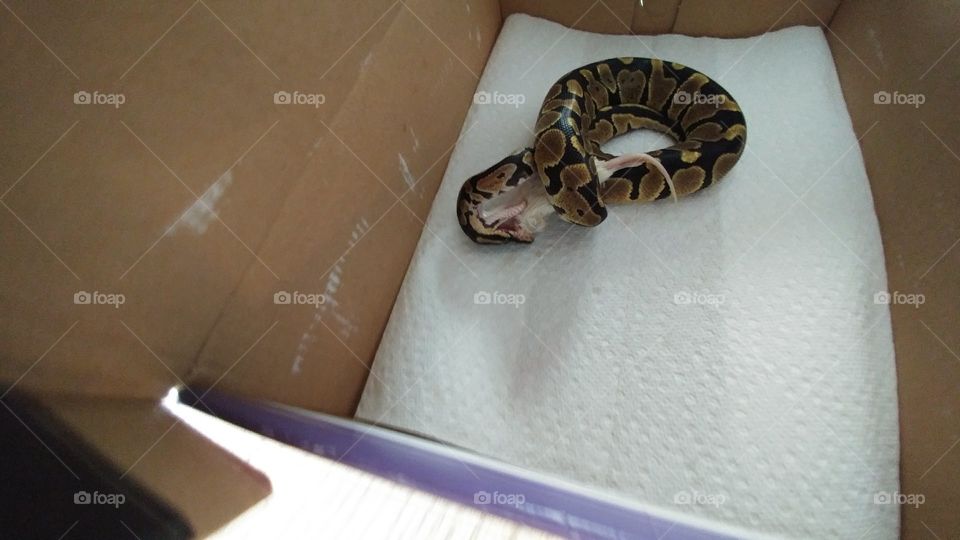 Feeding Time! Kratos the Snake eating a defrosted mouse