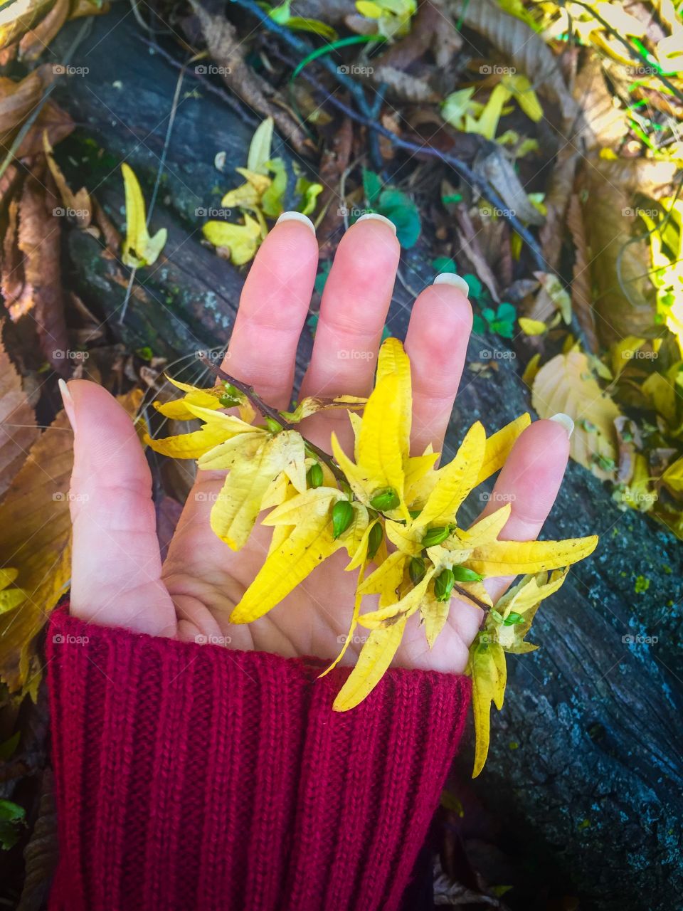 Yellow leaf in the hand of a woman wearing a red pullover