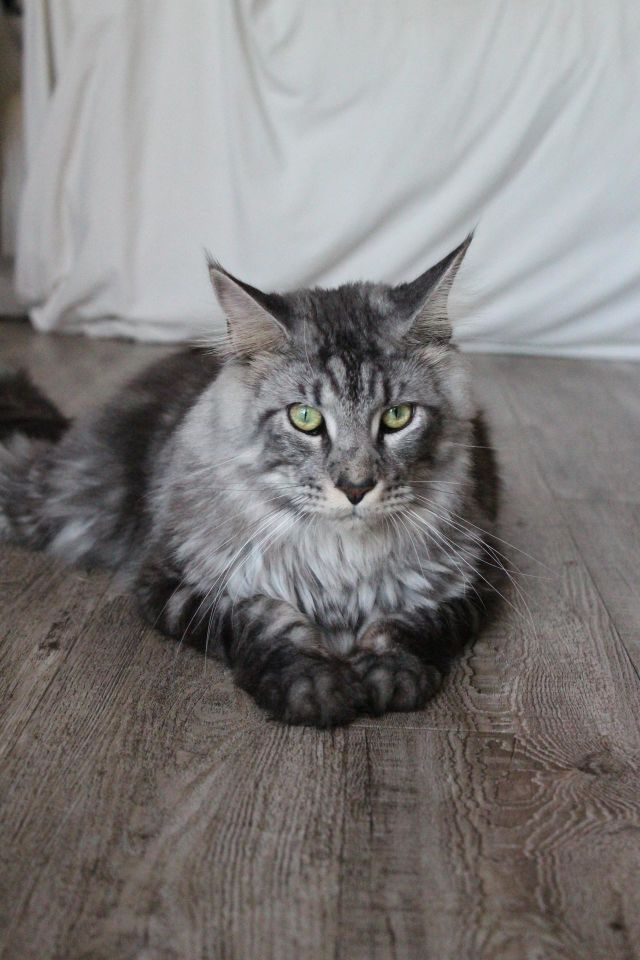I know that I am the King of this house.