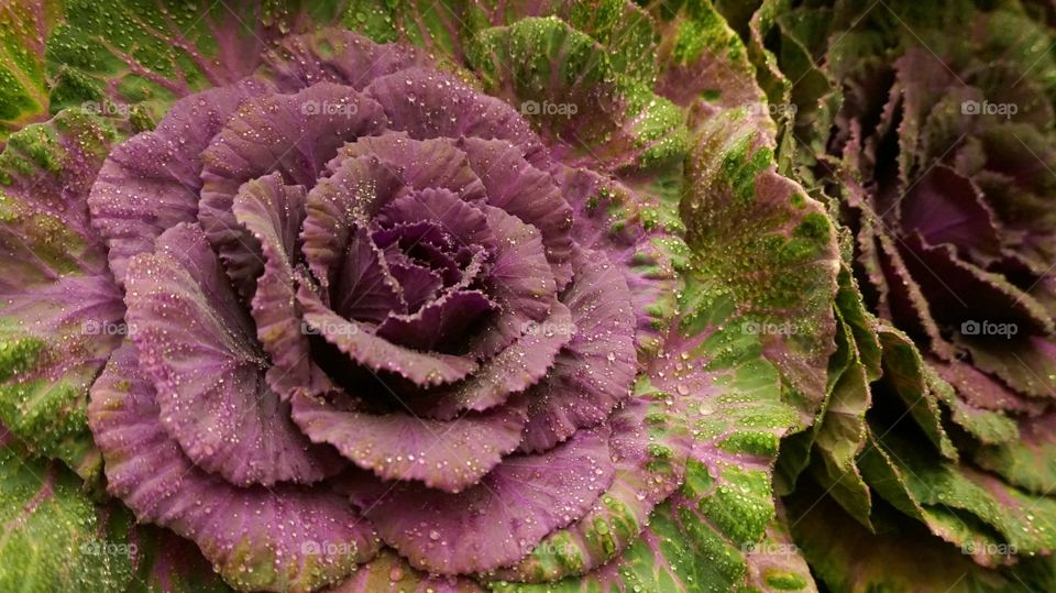 Fresh Violet Cabbage 