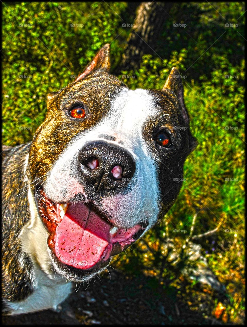Cute small Pitbull dog profile close up shooting amazing friend