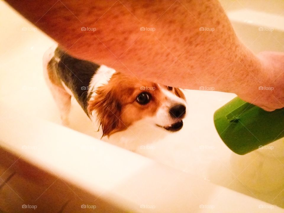 Getting the Bath Started