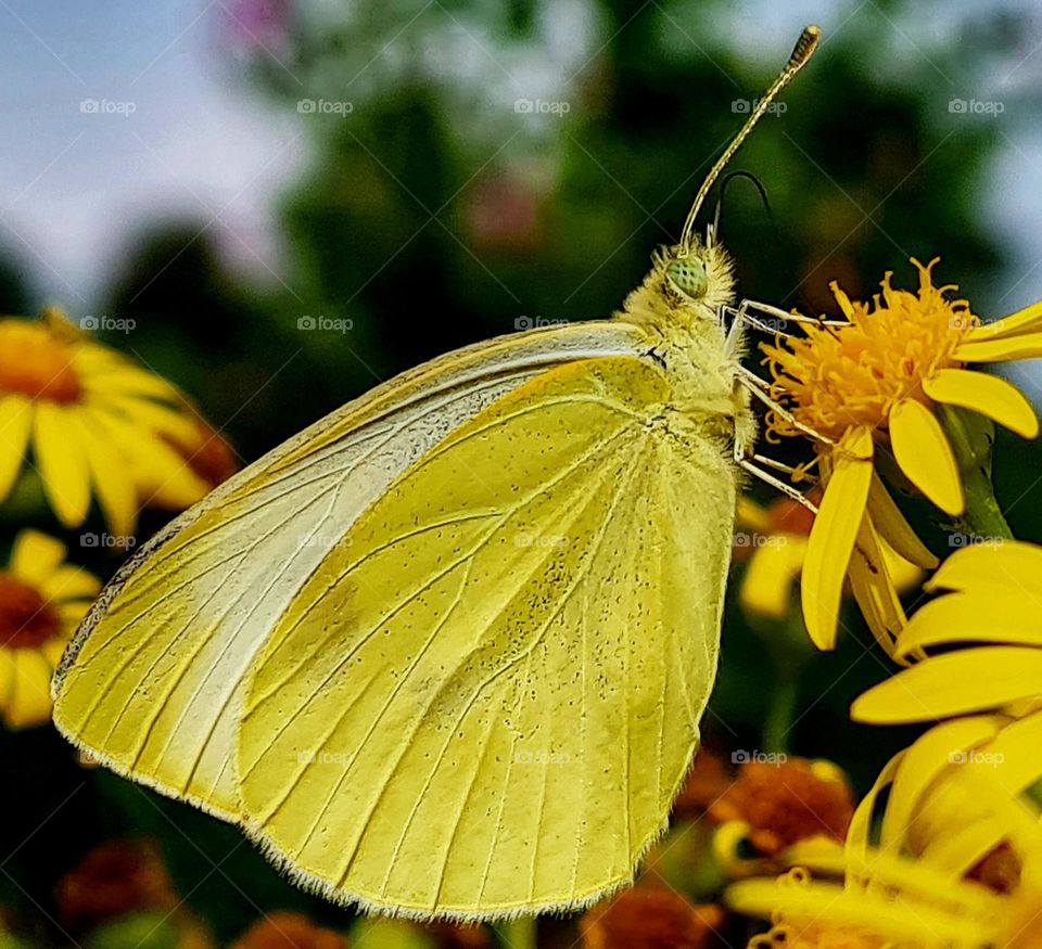 Yellow Butterfly likes the yellow flower