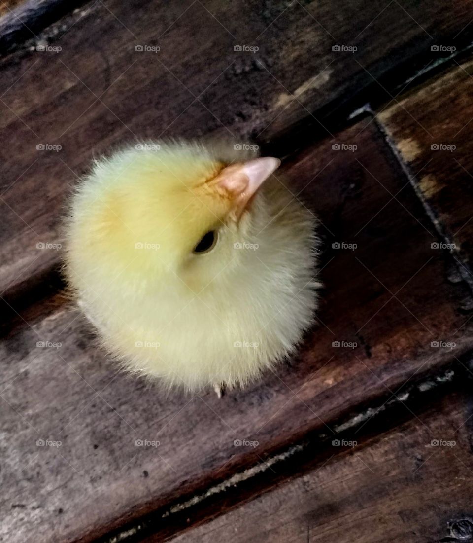 pet chick