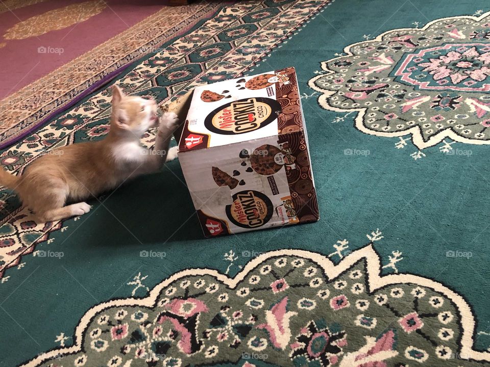 Beautiful cat on the box