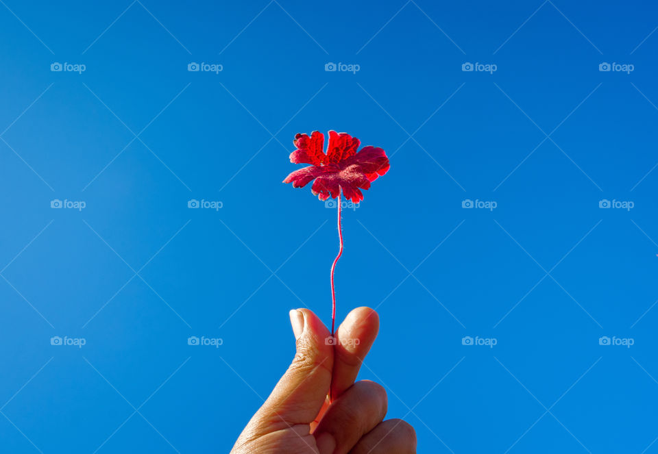 Little heart with red flower on blue sky background in spring season