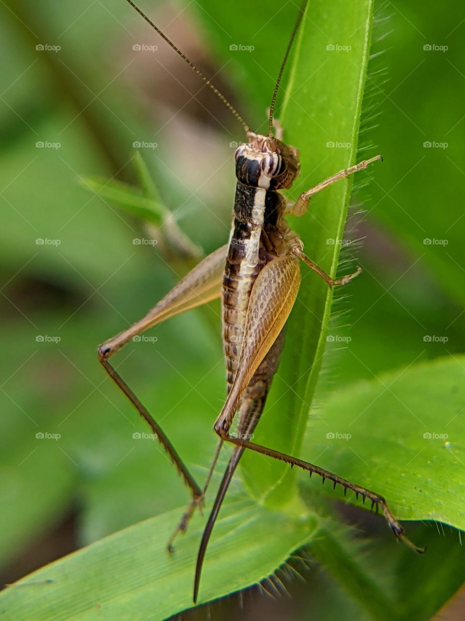 grasshopper
