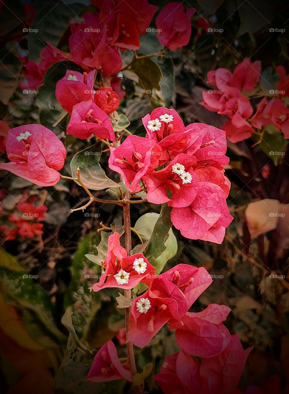 Florzinhas no caminho