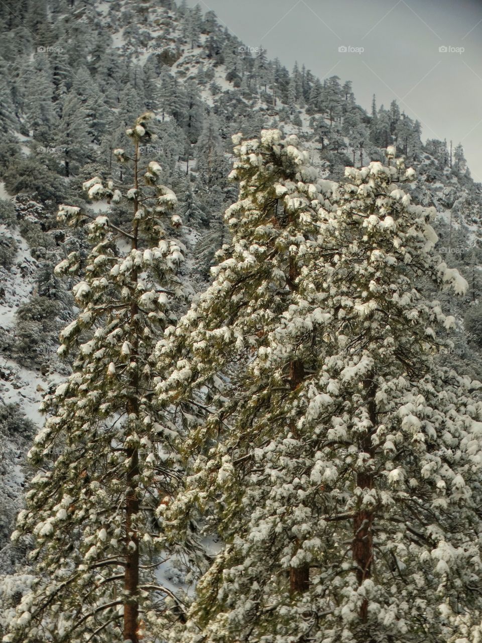 Snowy Arboreal Forest