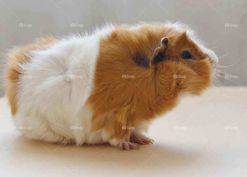 Guinea pig pet beautiful portrait