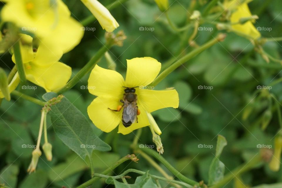 Flowers#bee