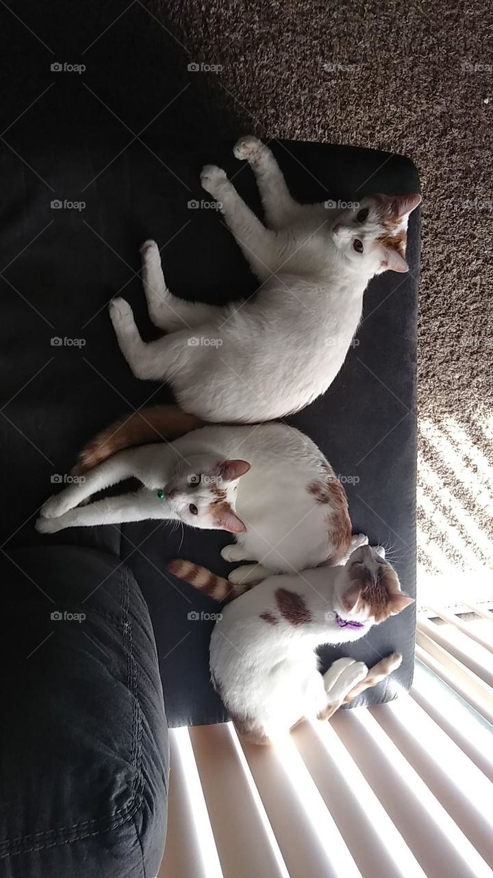 The look but don't touch package.
Don't let these three fool you!