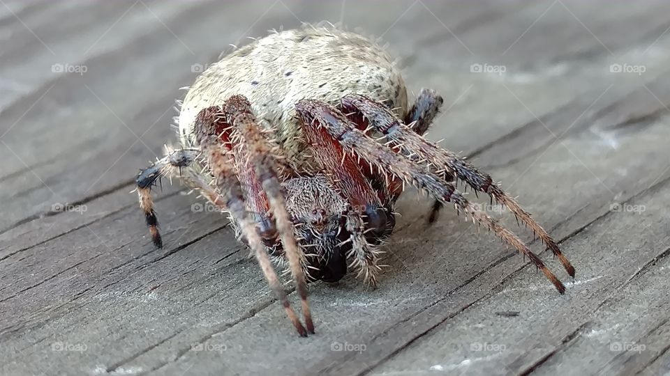 Nature, Animal, Wildlife, Closeup, Spider