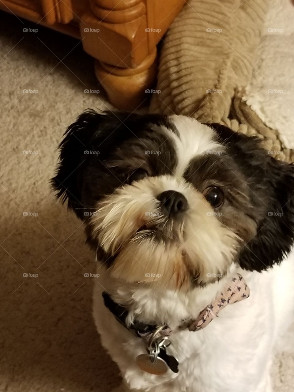 Shih Tzu puppy