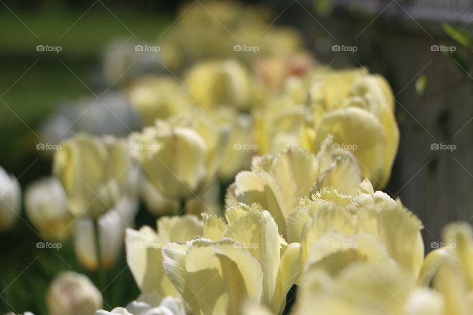 Close-up of tulip flowers