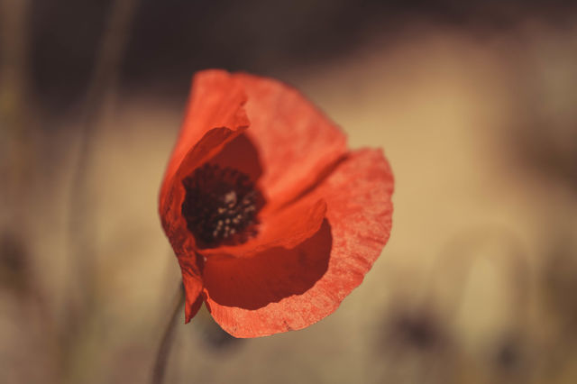 Poppy flower