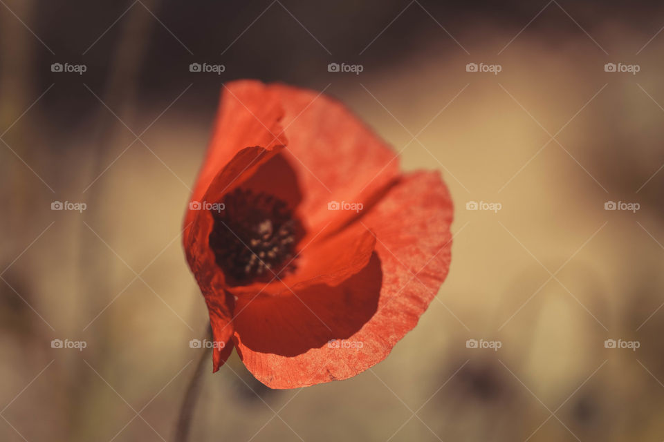 Poppy flower