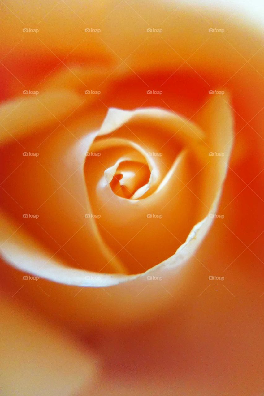 Macro rose