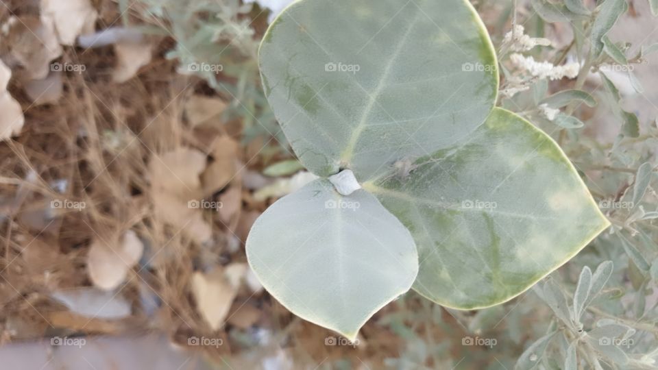 Leaf
