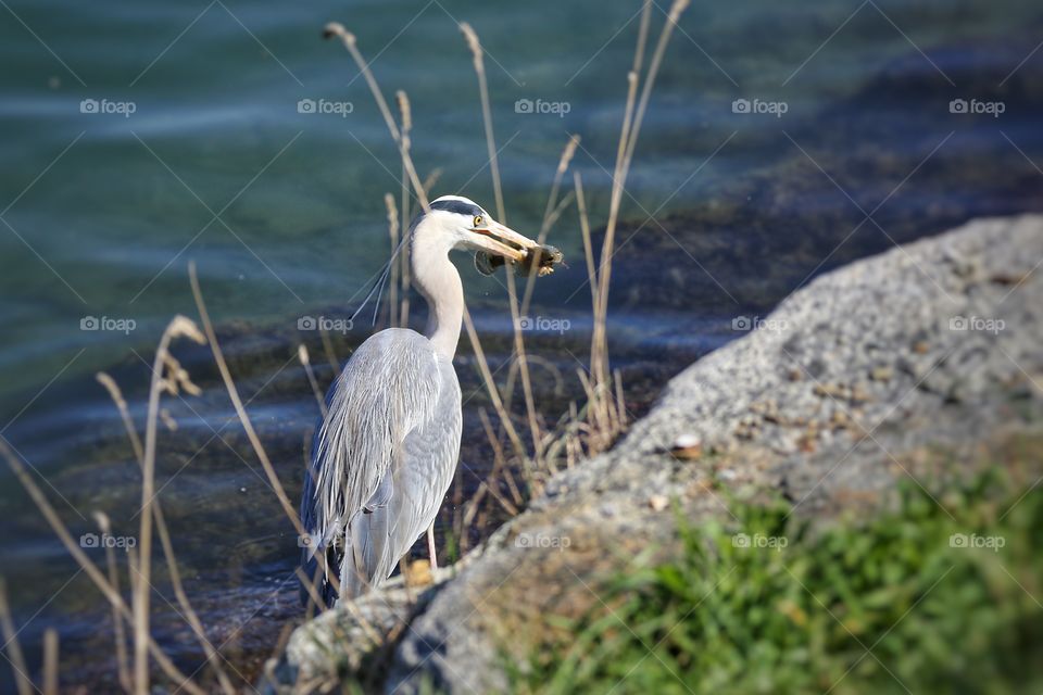 Heron carrying fish in beak