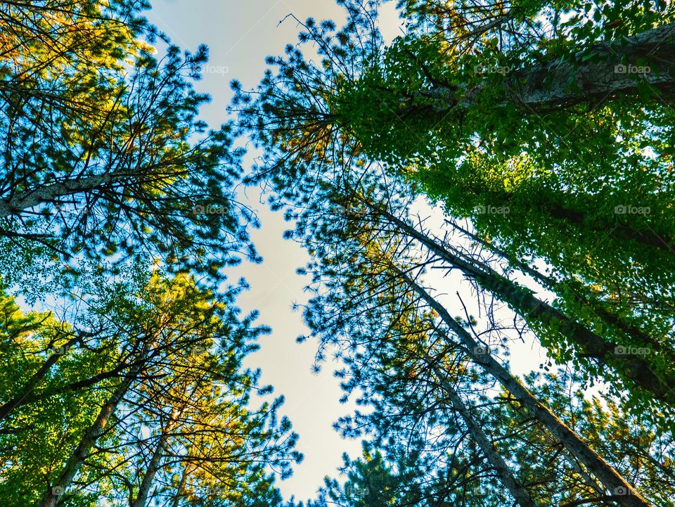 Tree, Wood, Nature, Leaf, Landscape