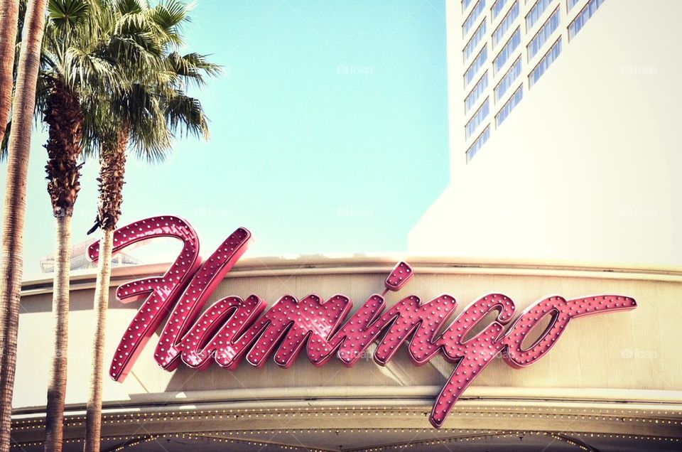 The Flamingo 