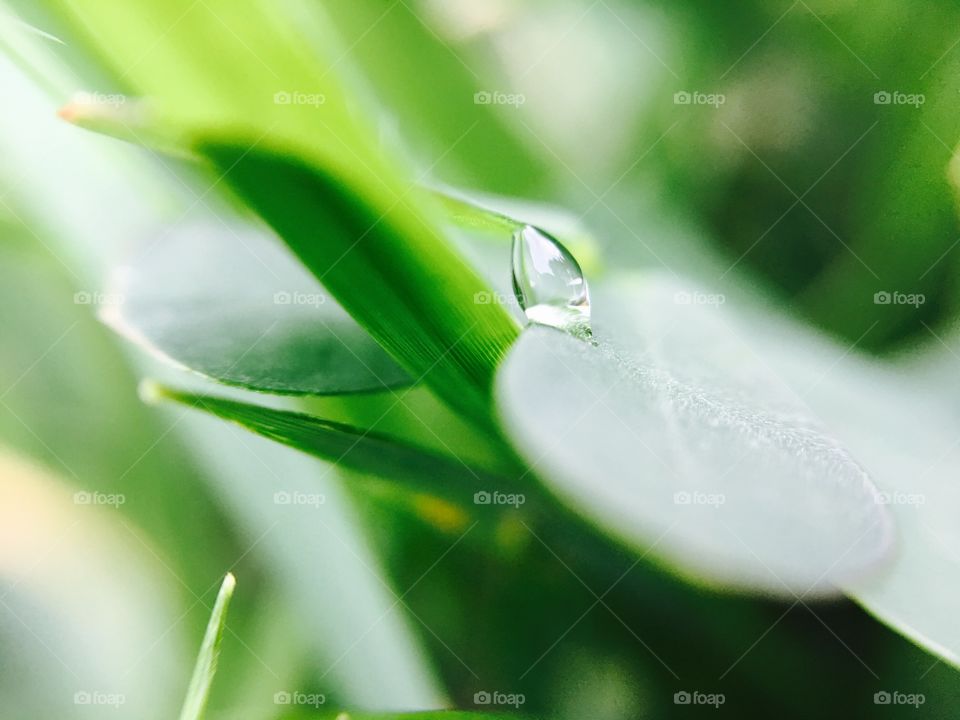Raindrop on a blade of glass.