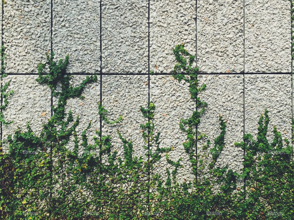 Stone wall and ivy leaf