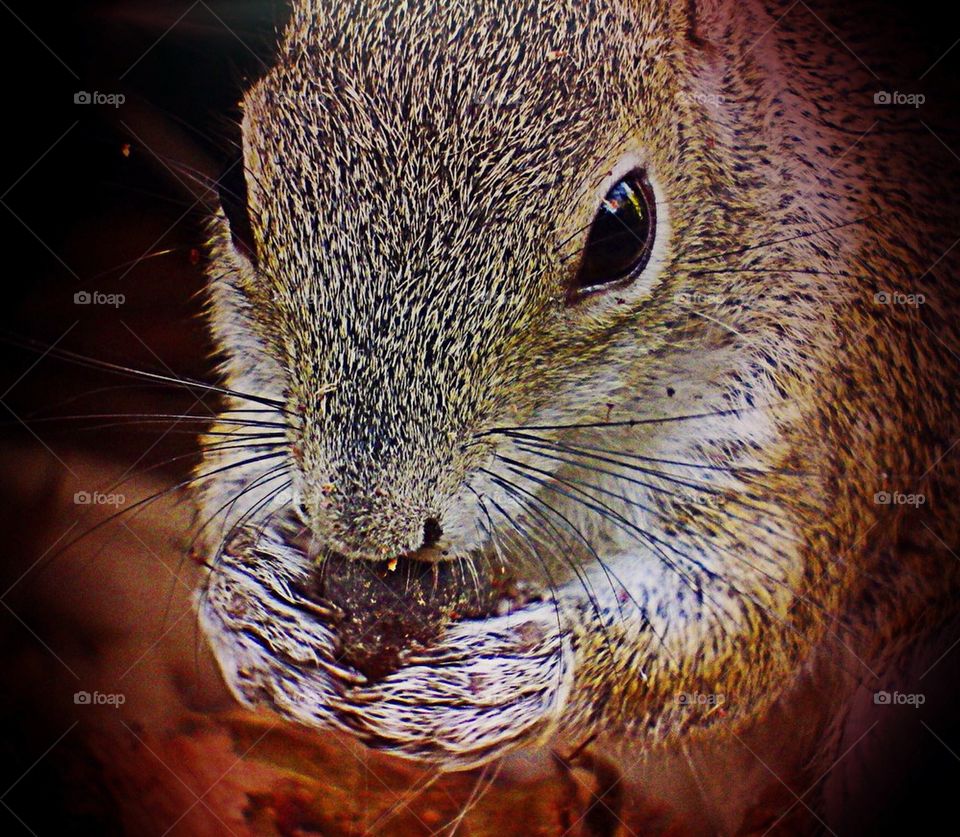 Squirrel with nut