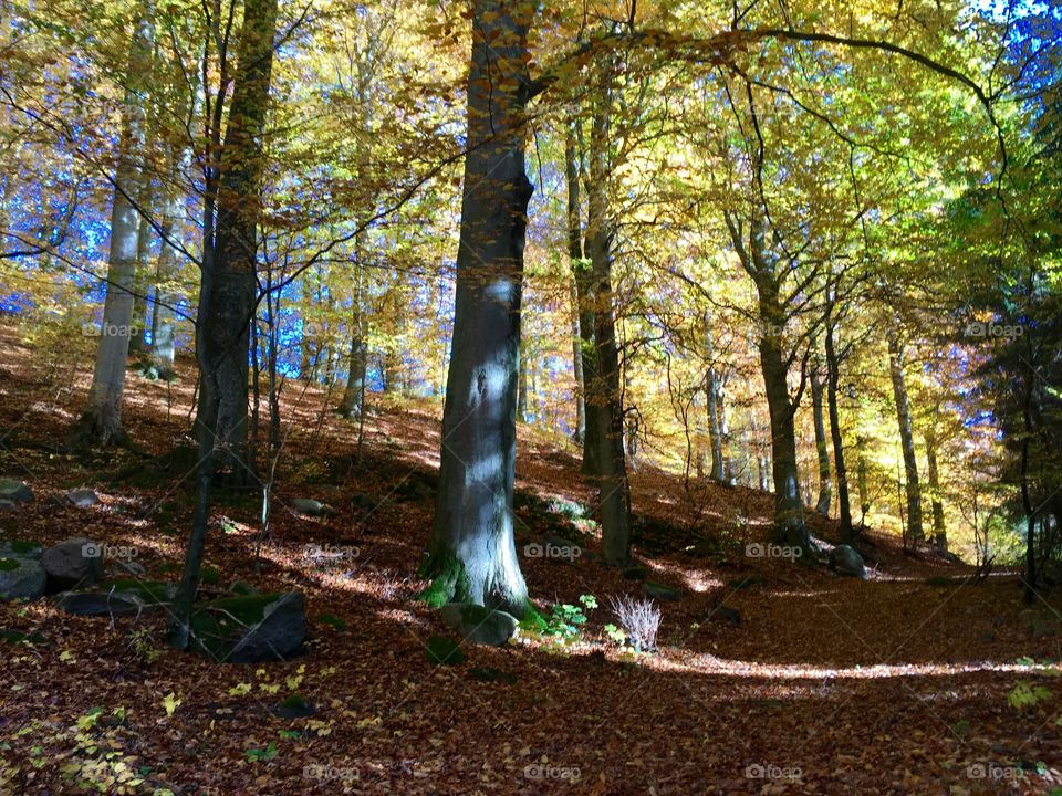 Beech forest
