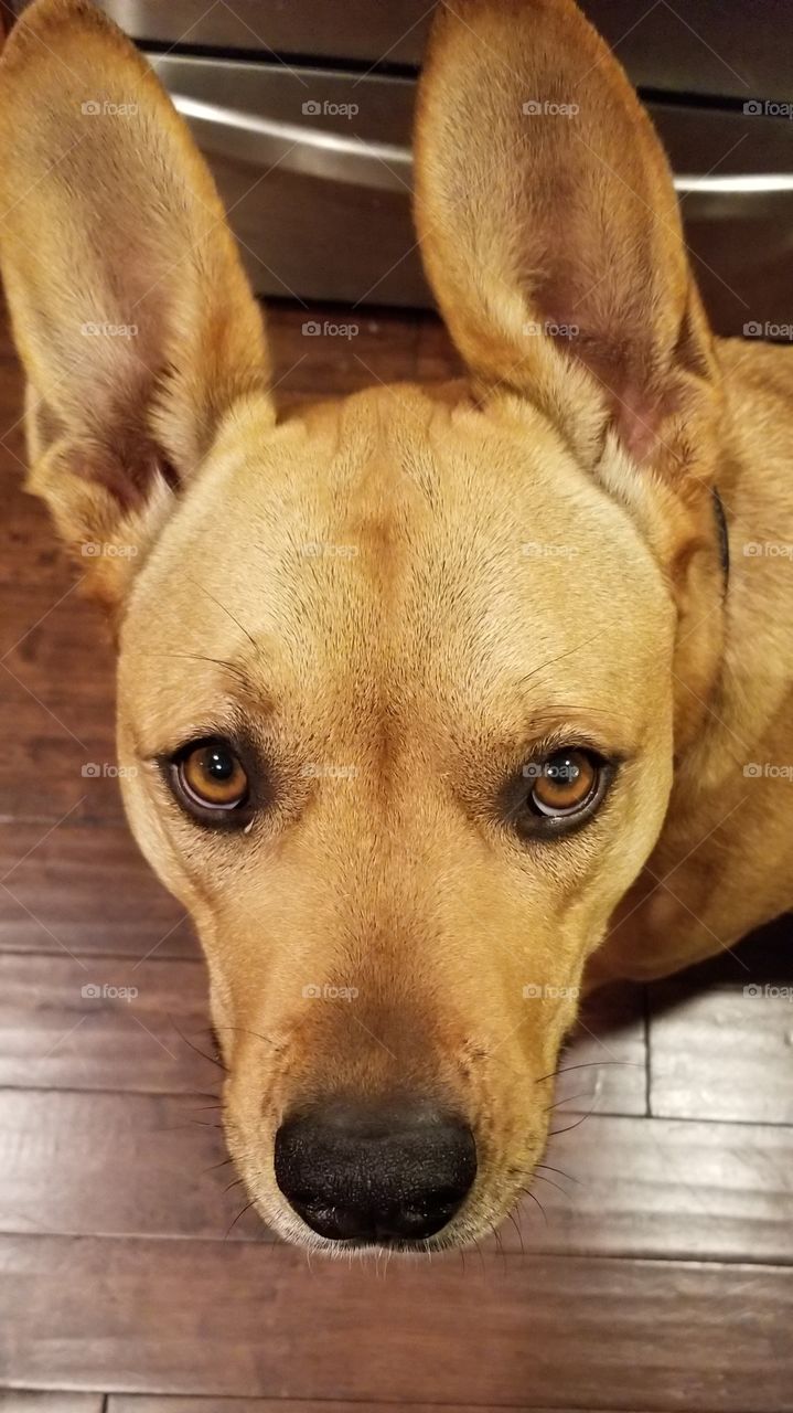 Big Dog, Big Ears