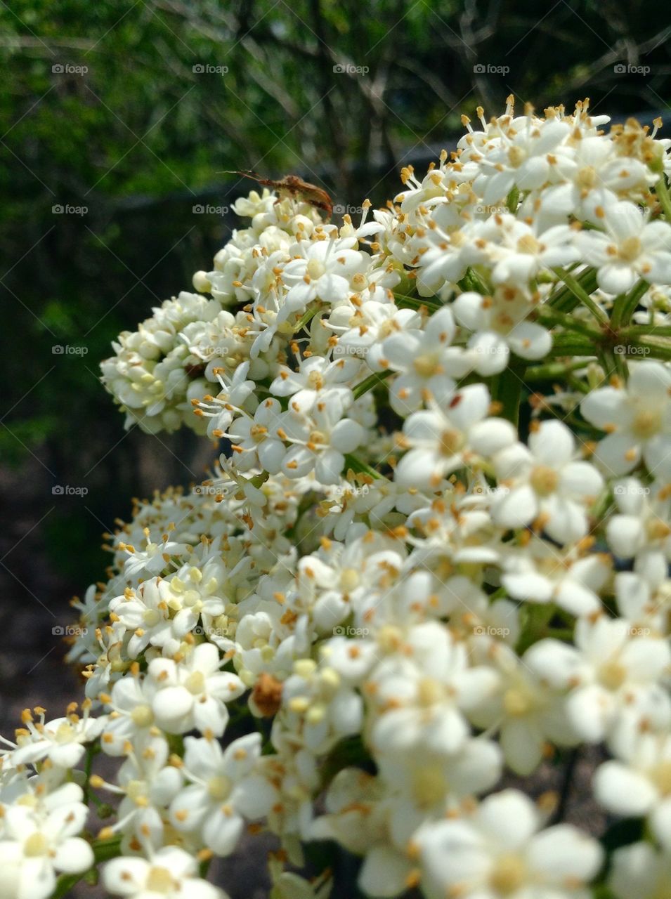 Spring blossoms...