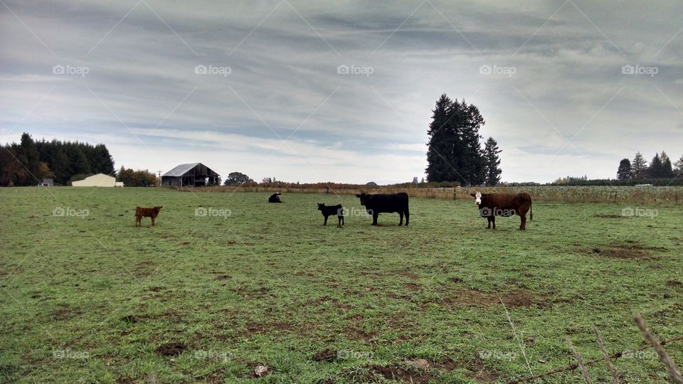 Cows and calf in field