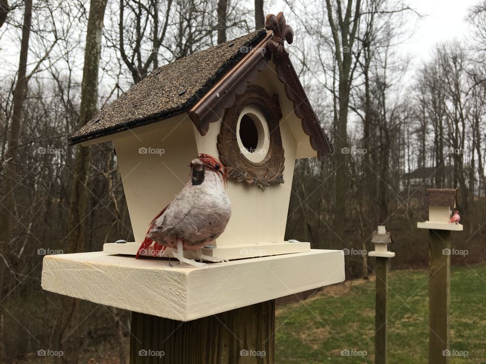 Birdhouses by the Chesapeake 
