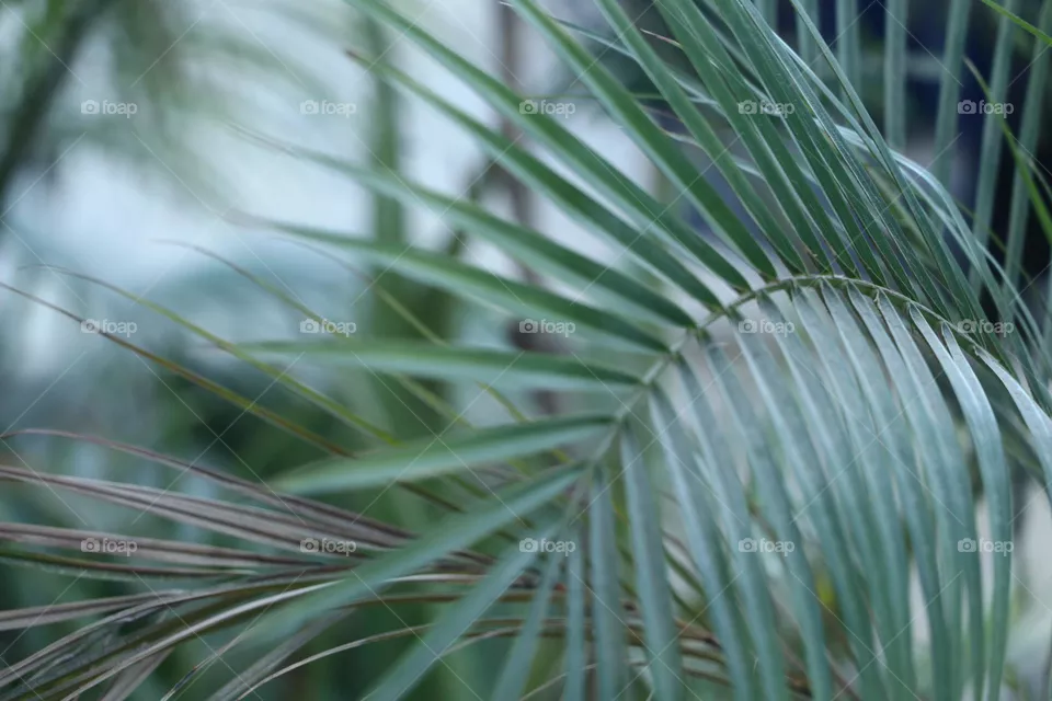 plant