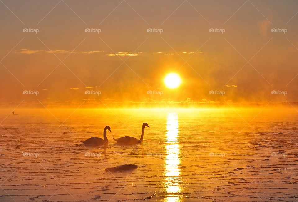Swan swimming in lake during sunrise