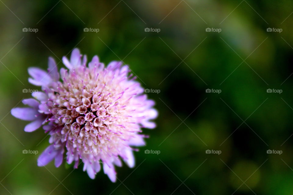 Pink flower