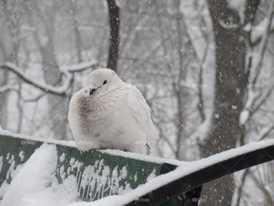 White pigeon in winter park